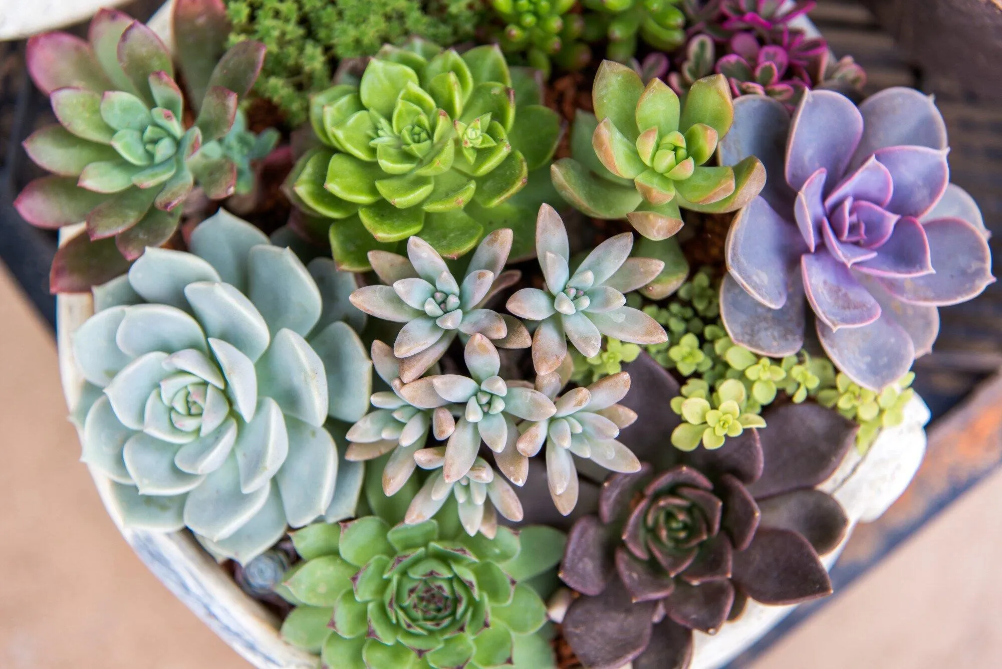 Top Flowering Succulent Plants That Make the Perfect Holiday Gift