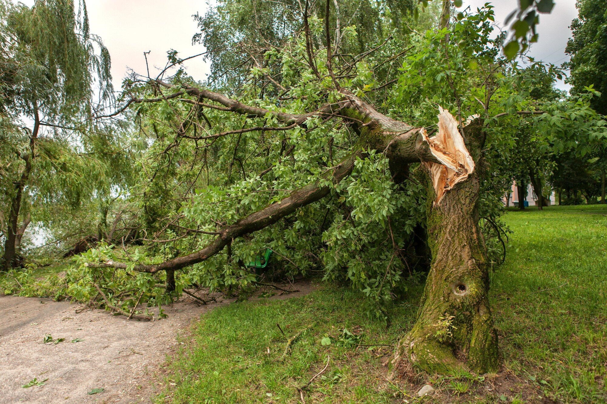 When Time is of the Essence: The Process of Emergency Tree Removal