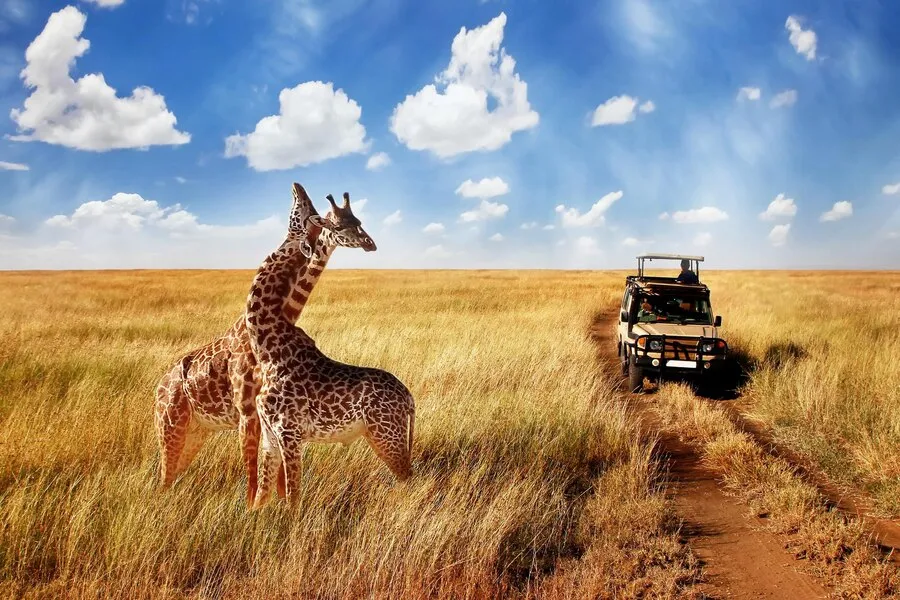 Features of Luxury Safaris
