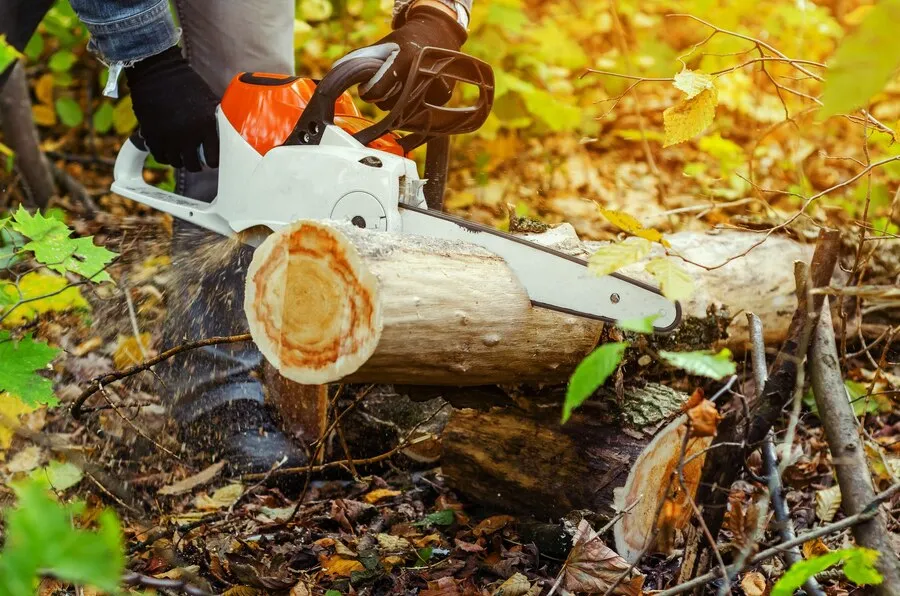 Understanding the Vital Role of Professional Arborists in Tree Removal and Maintenance